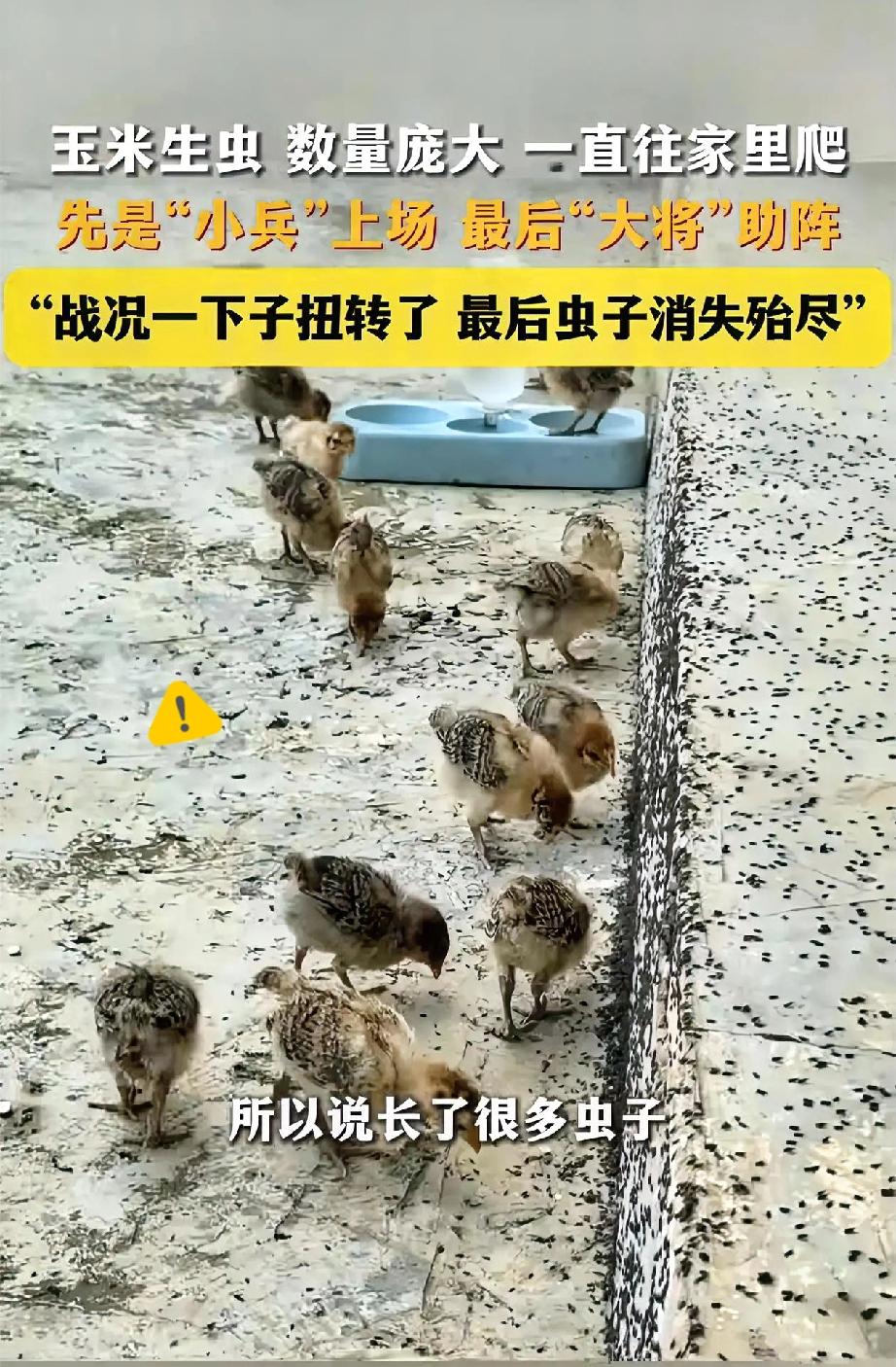 人怎么能这么聪明！

贵州这位大哥家里玉米没晒干生了一大堆虫，还往家门口爬，
