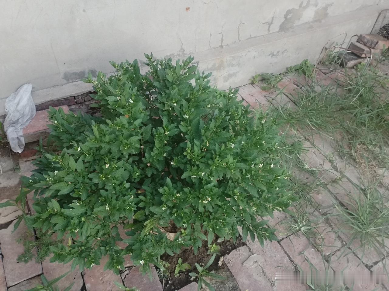 下午六点多点我才从空调屋里出来，给晒了一天花，喷洒点水降一下温，看来花要比人耐高