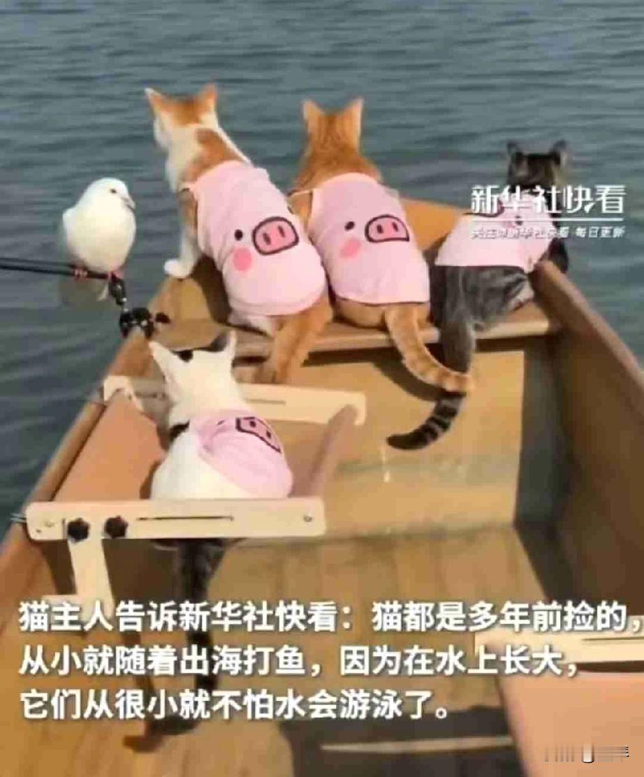 快来看，会出海打鱼的猫，你们见过吗，太可爱了！[爱慕]



最近广东一位渔民晒