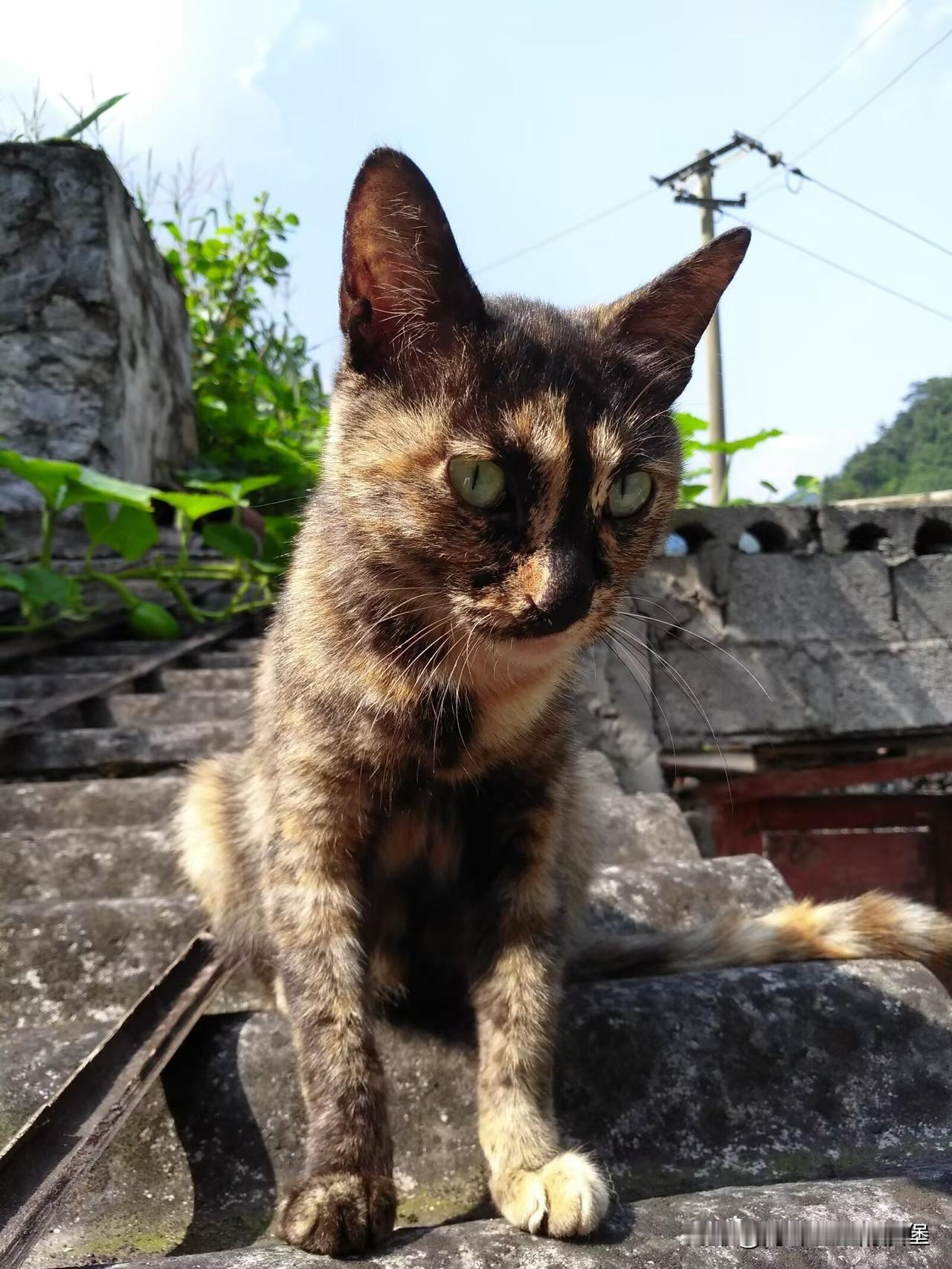 分享我这周有趣的事：看见这只猫我就来气，好像被他看不起！