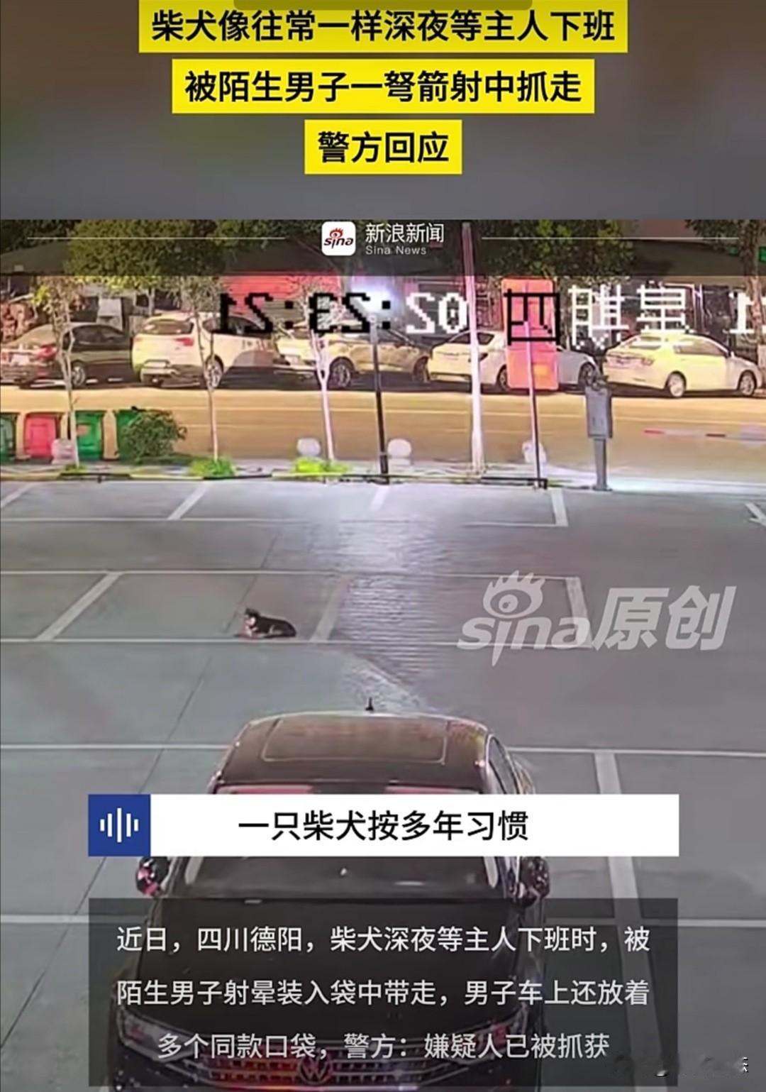 近日，四川德阳发生了一件令人气愤的事。一只柴犬像往常一样在店铺附近等主人下班，却