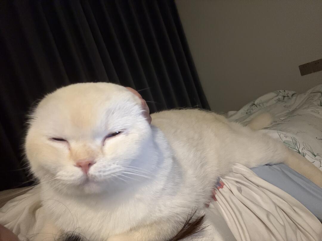 世界不能没有小猫咪 永远不会甩脸子