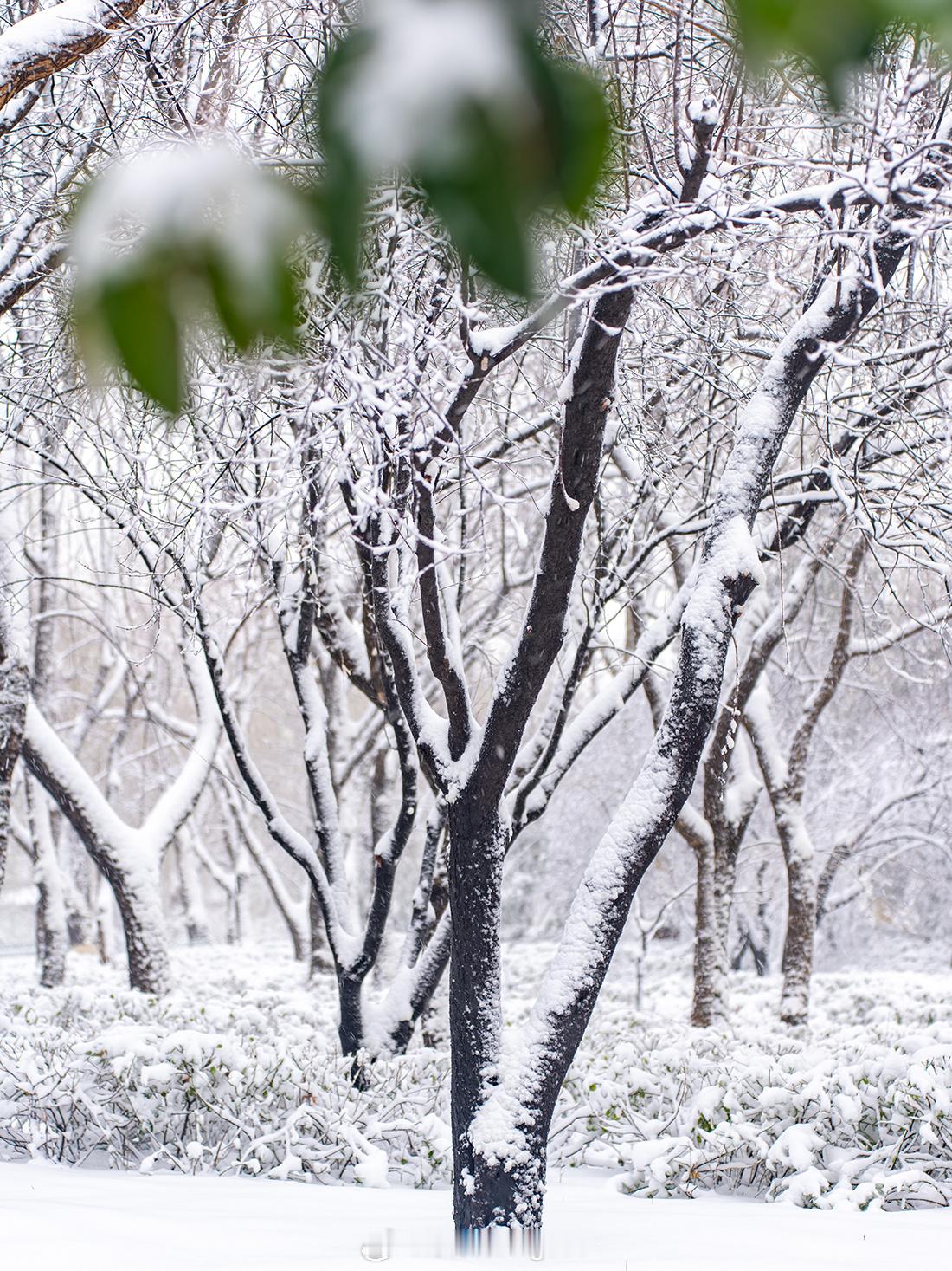 一场春雪，万物皆白。  