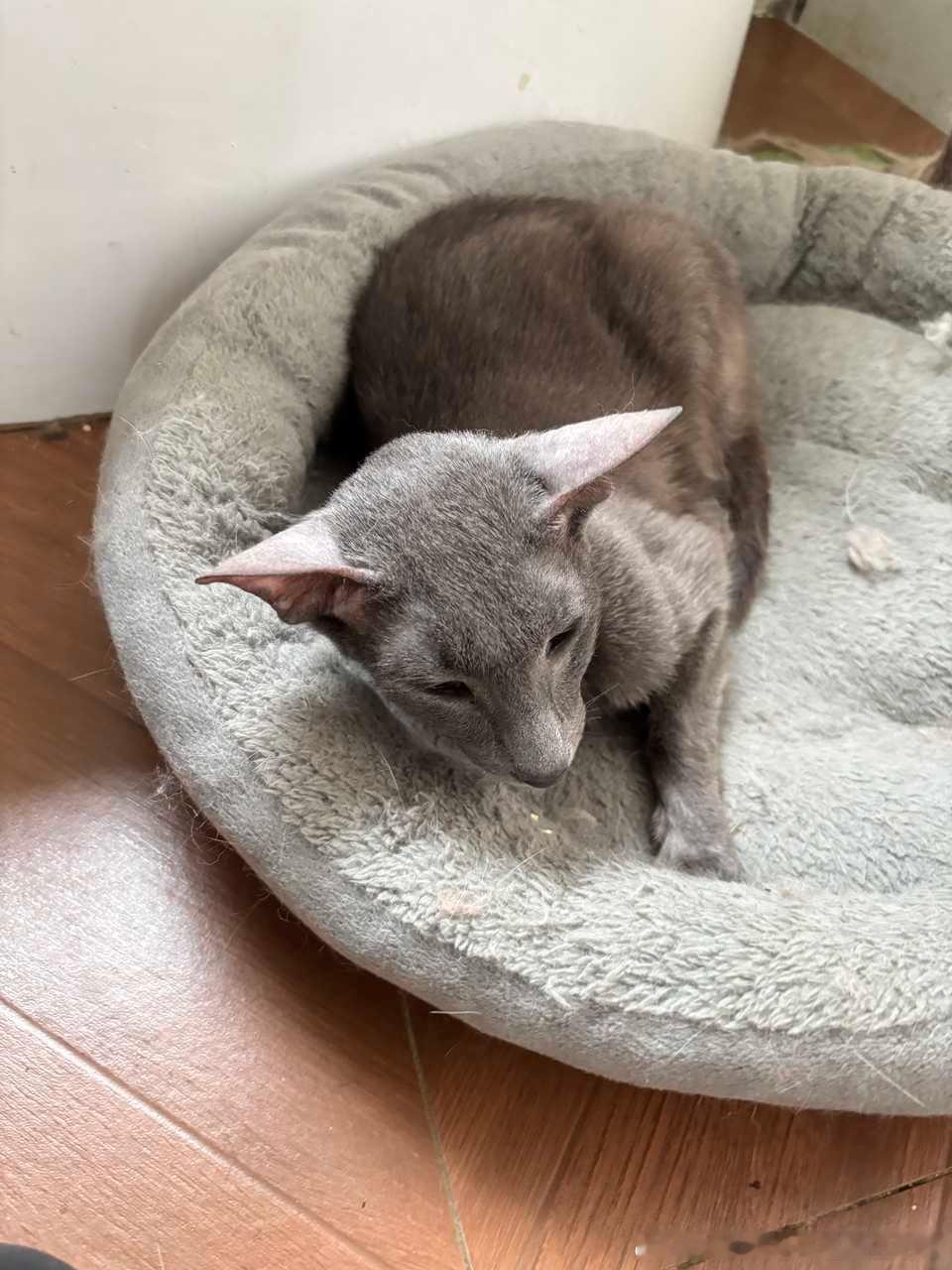 49009【丑猫】一只雄狮在巡视自己的领地 