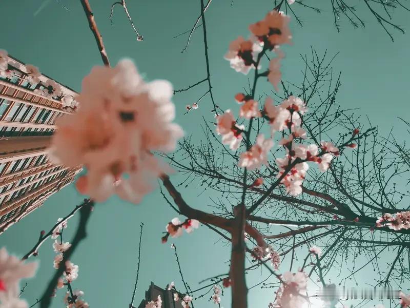 要说哪个季节更有诗意，还真难选。春有“碧玉妆成一树高，万条垂下绿丝绦”，嫩绿新芽