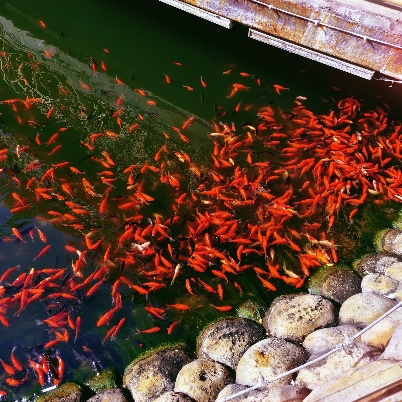 创作训练营2期开营啦 

好多金鱼在水里游来游去。如果你要来万岁山旅游的话，真的