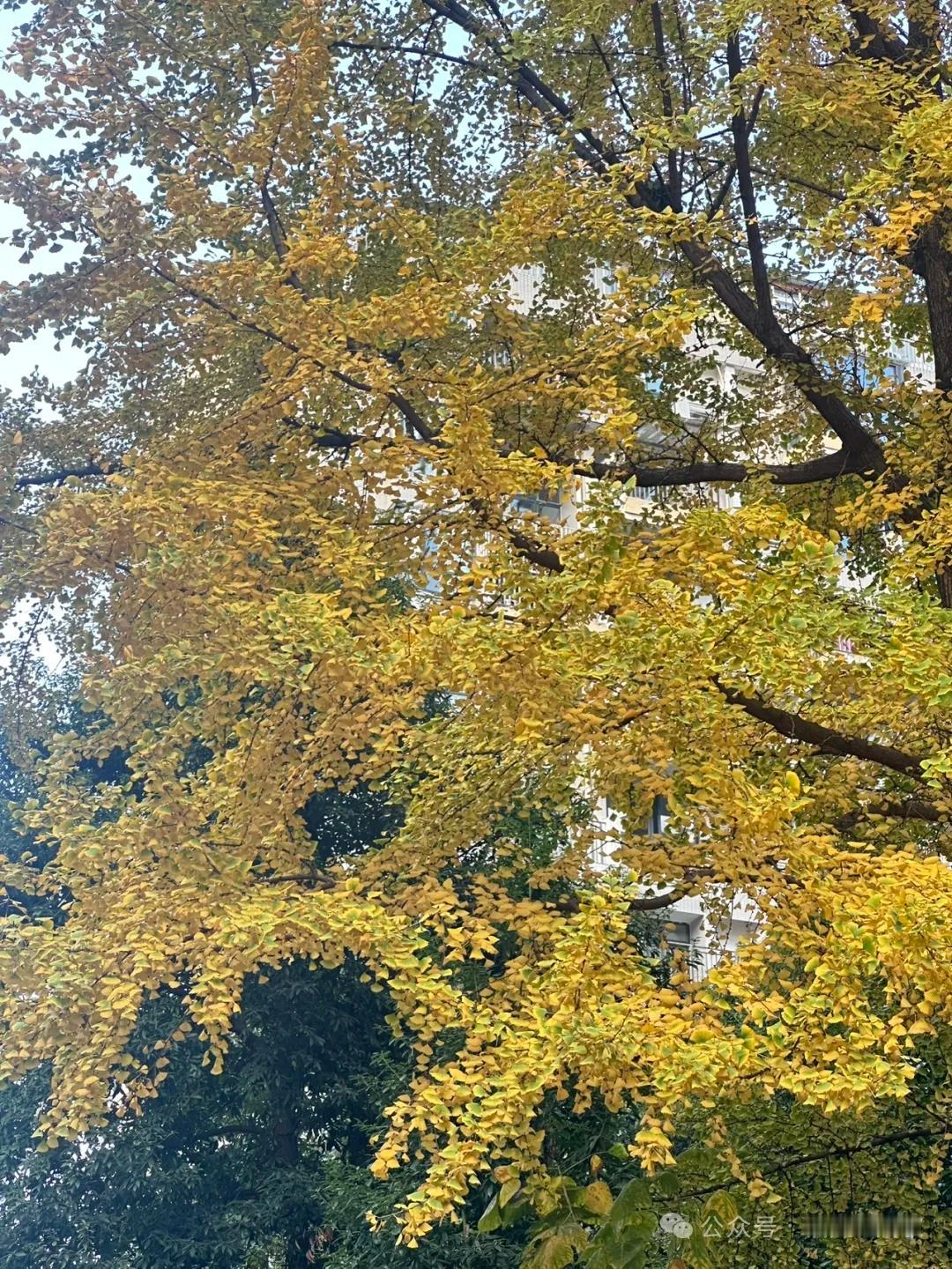 时光匆匆，人生的半载过去了，很多事情都已经成了回忆，那些奔波的日子，有时像秋风扫