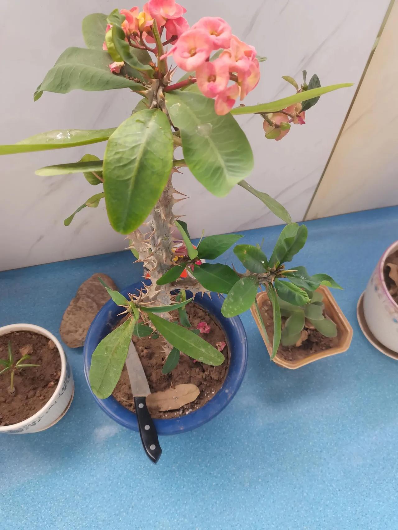 #晒出你手机中盛开的花朵#刺梅盛开#自己栽种#