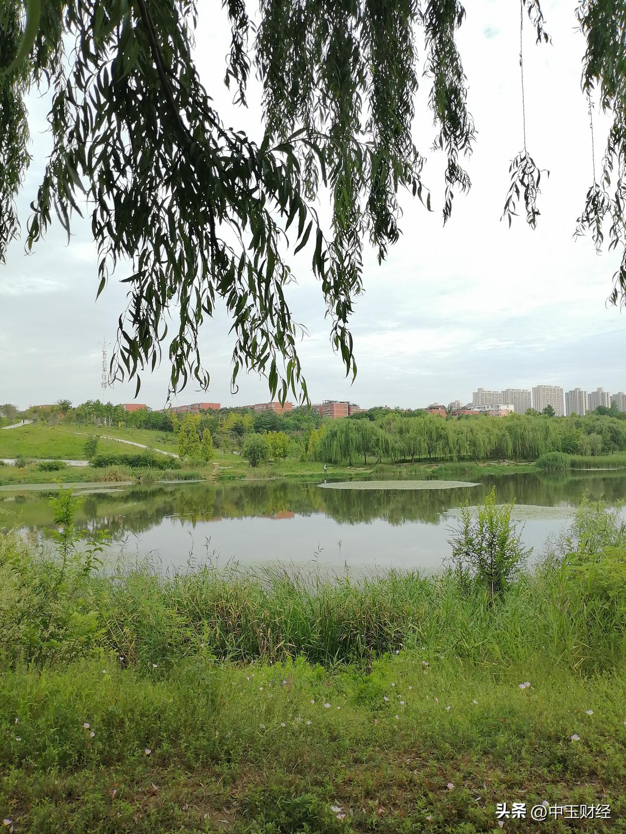 随手拍下初夏美景垂柳以及一片绿意盎然，鲜花烂漫中也夹杂着毒性花朵的婀娜。