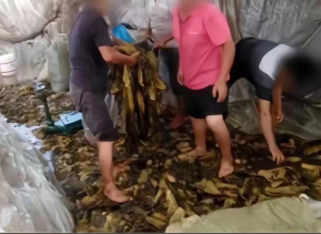 老坛酸菜 脚踩315曝光完以后，外甥打灯笼一切照旧，坐在酸菜坑里边抽烟、脚踩酸菜