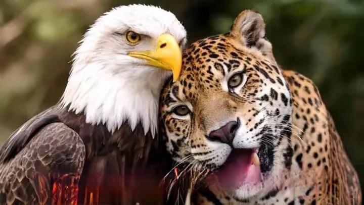 不可一世的哥伦比亚总统佩德罗有可能转向了。

1月4号，佩德罗主动与美国总统特朗