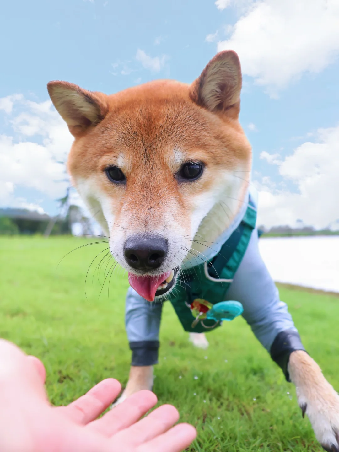 二刷迪茵湖🐕默契人狗组合出动