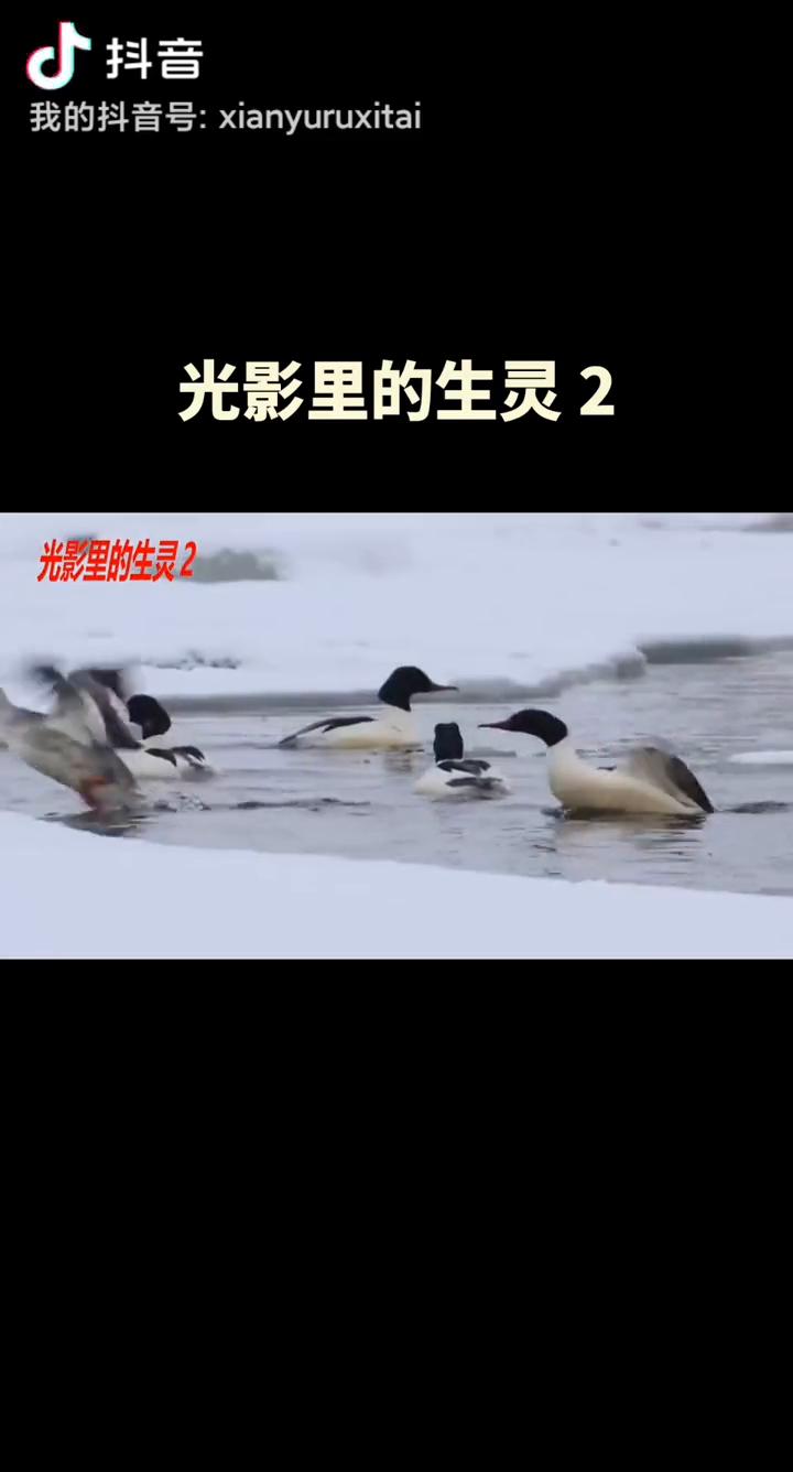 光影里的生灵2。
在德国北部波罗的海沿岸的严东风如刀锋，海面见刺凝成一面巨大的灰