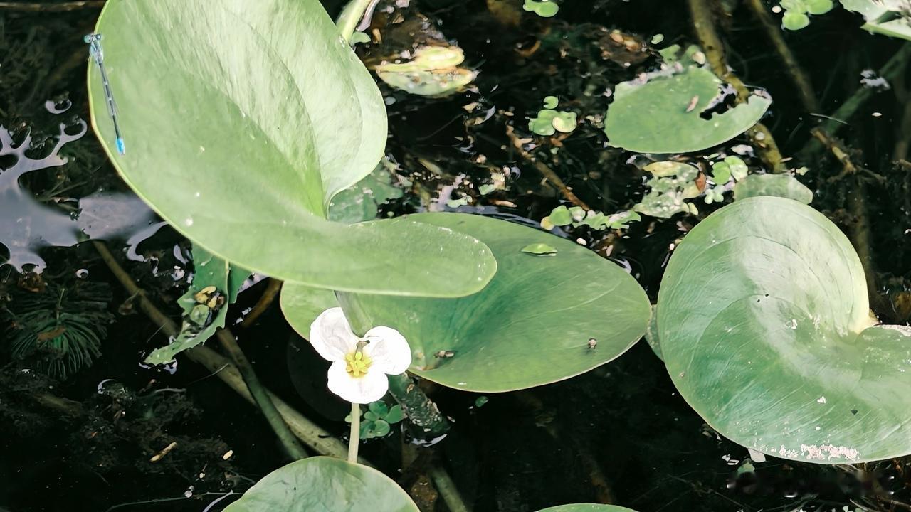 这是水鳖，又名马尿花、水旋覆。它的叶片圆形漂浮水面，花为三枚白色花瓣，中心黄色花