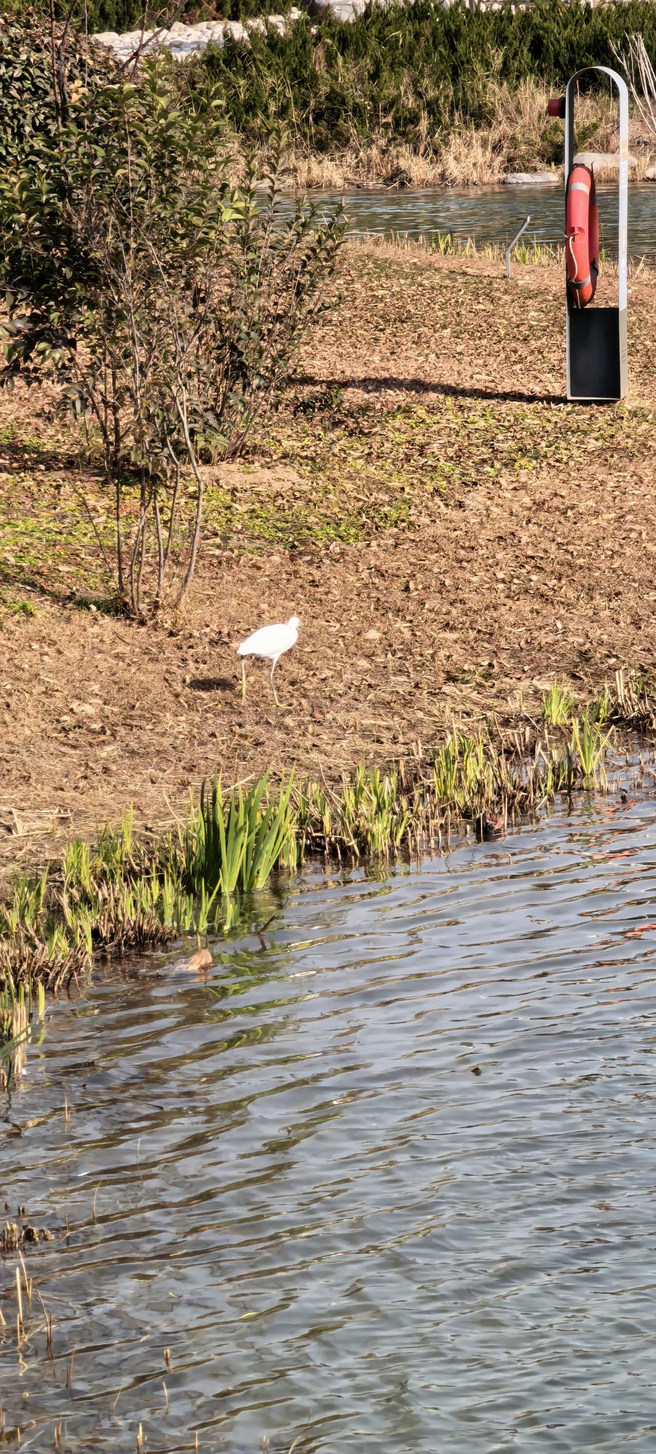 今天在浐灞长安塔附近拍摄的，有人认识这是什么鸟吗？不得不说，西安的生态环境，真是