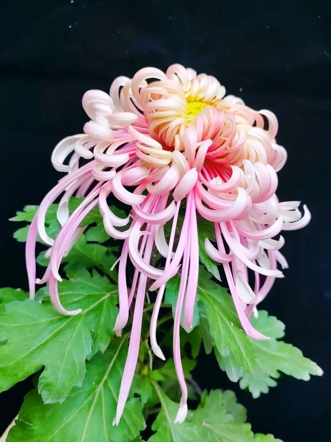 盘龙嫦娥菊花是一种极具观赏价值的大花型菊花品种，其花朵直径可达40厘米，花瓣层叠