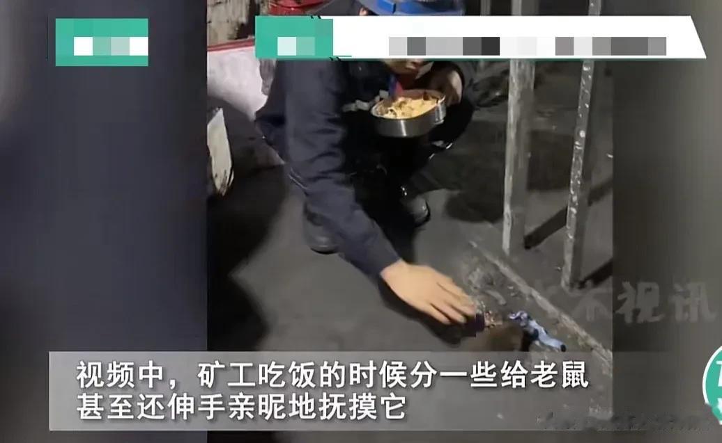 太神 奇了！贵州，一名矿工在井下刚端起碗准备吃饭，不料一只老鼠跑了过来，更让人意