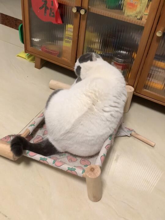 怎么告诉小猫他有点重…