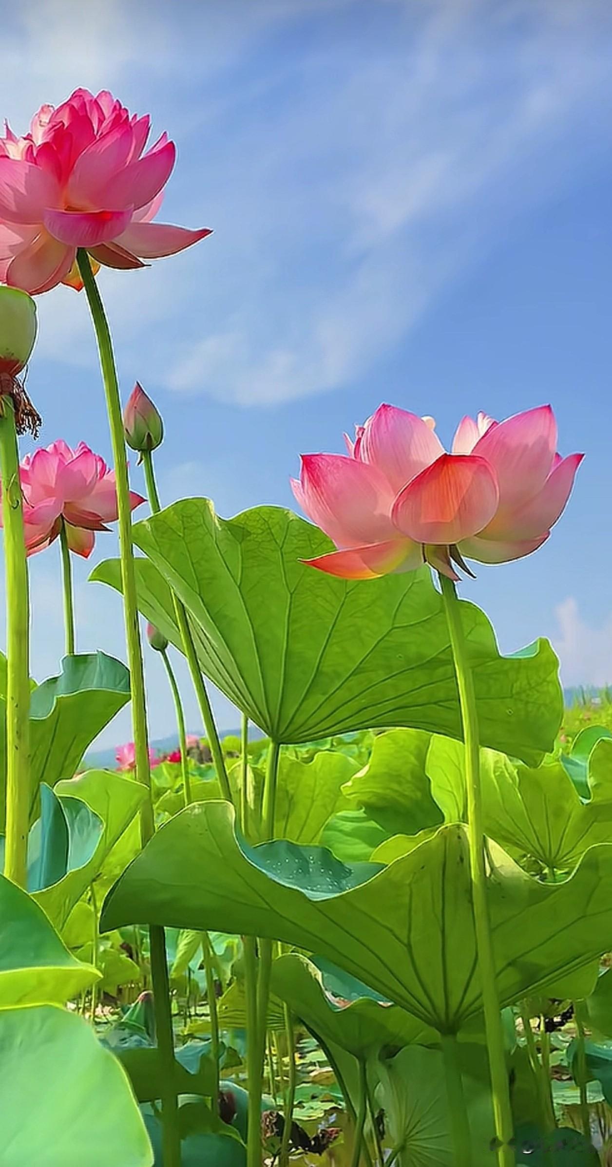山野藏千亩荷田，夏日最治愈的风景都在这里。
青山环绕，碧叶连天，红荷肆意盛开。