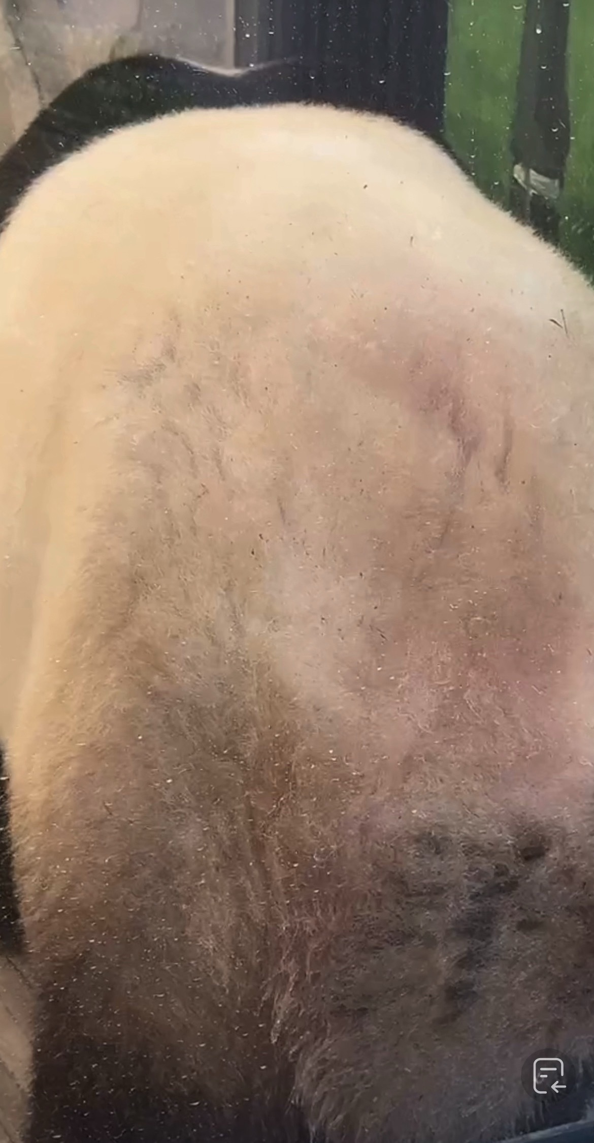 萌兰  宝啊，你好懂怎么让姨们心痒痒啊，想摸PP，趁着这段时间没游客安静多休息哦