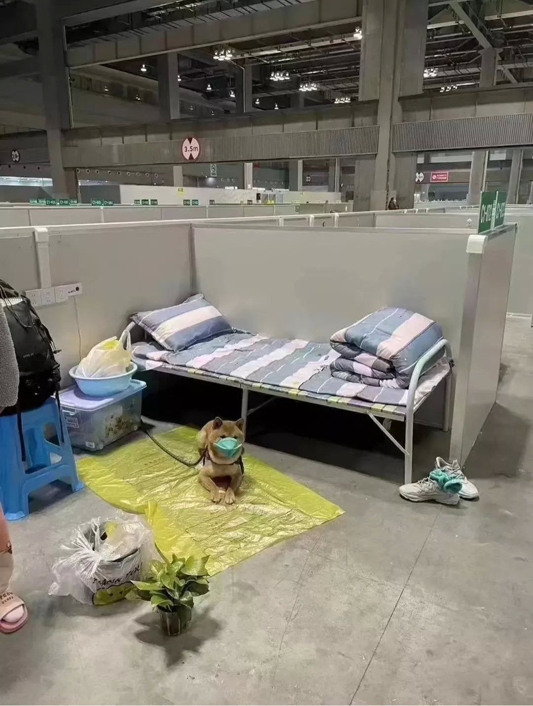 小狗在方舱跟着主人隔离，越来越人性化了养宠物的人可能都关注这个问题，我同事就说他