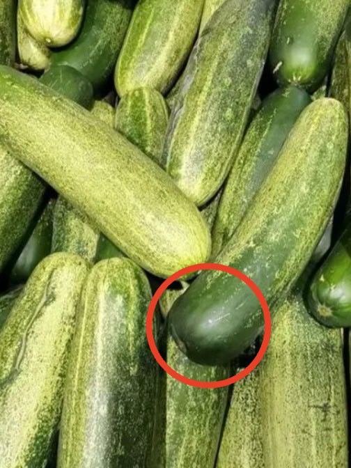 黄瓜这种情况比砒霜还毒  啊……黄瓜苦是因为黄瓜有毒？俺记得以前俺还吃过带苦味的
