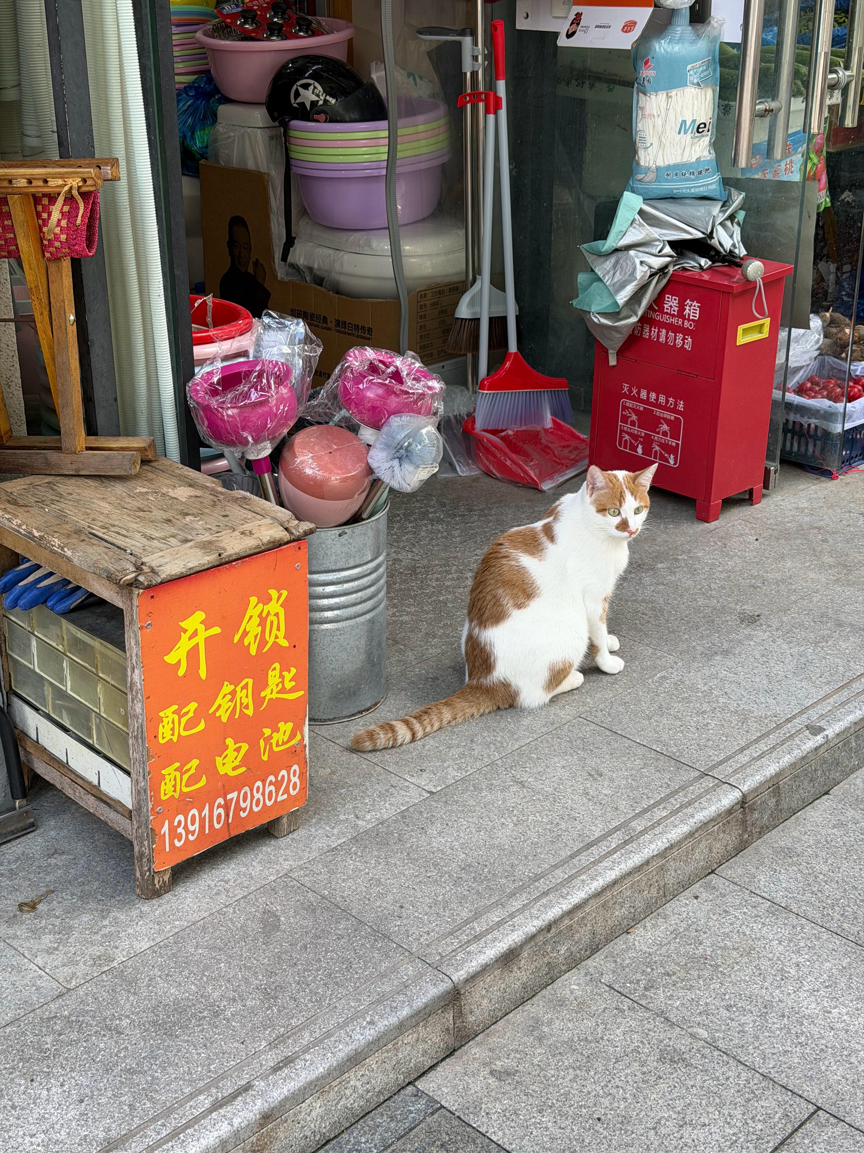 走进水果店，边边角角都看了一圈。老板：“要找什么？”“找你家猫～”“出去玩了”史