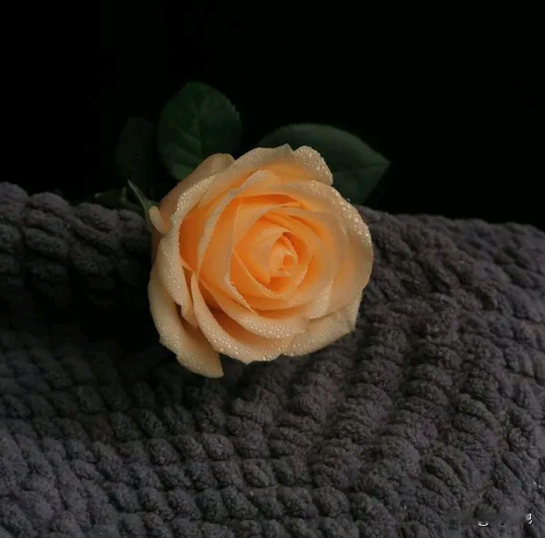 很多时候，我们放不下的不是那个人，而是不甘心的自己。执念会遮住眼睛，让你看不见身