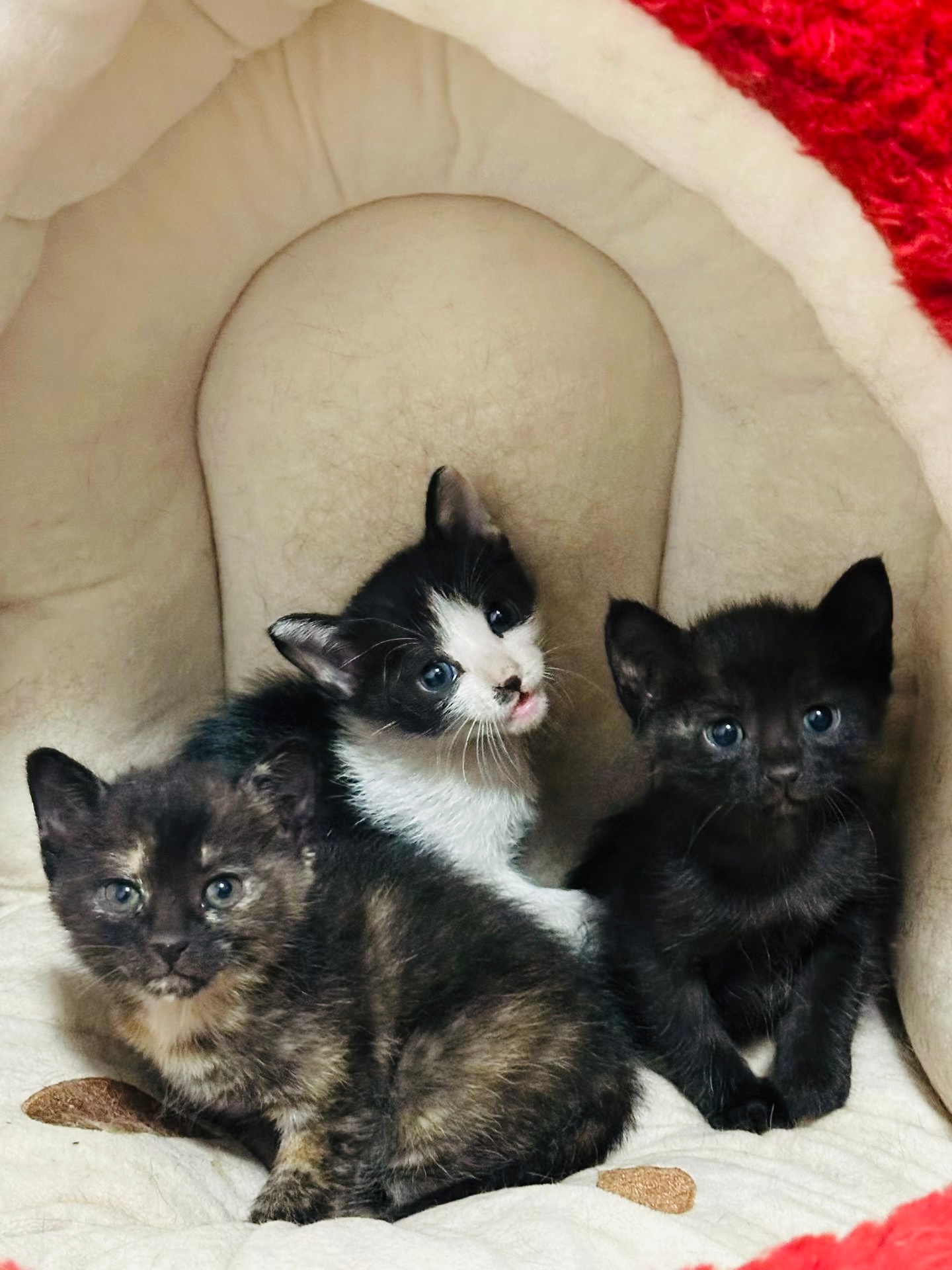 广州领养猫广州领养 ［转发］出门遇宝，天降祥瑞。请有缘人带回家，有意领养请微信：