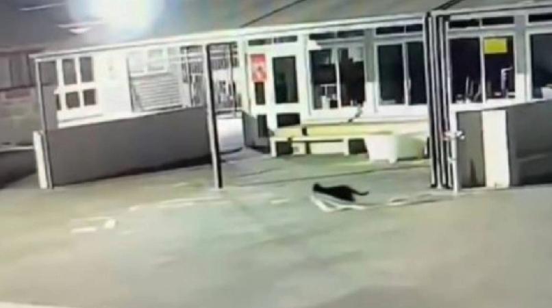 新西兰学校过去接连发生失窃案，毛巾、内衣裤甚至潜水镜都被盗，校方却毫无头绪。直至