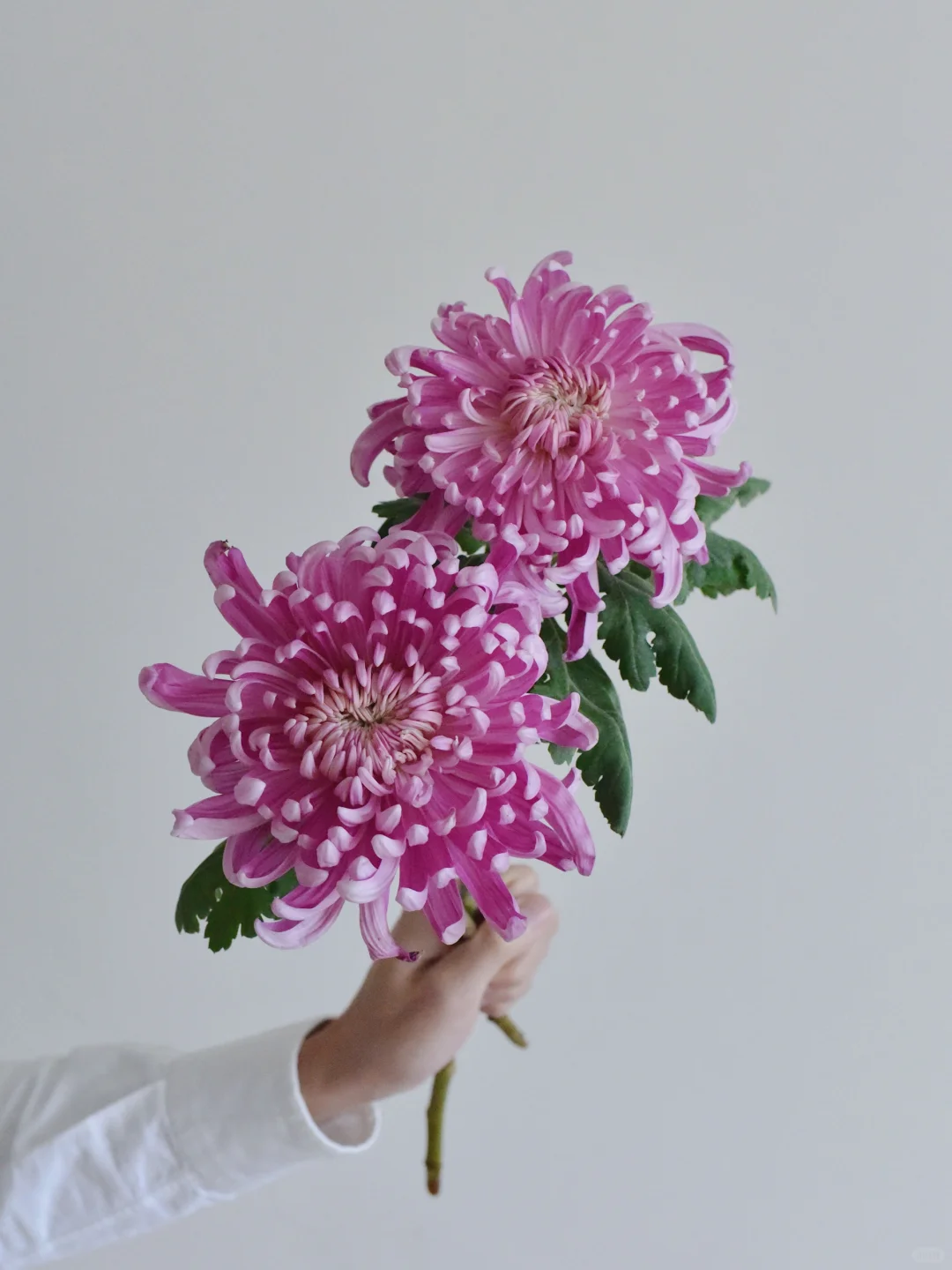 大菊·春日见山