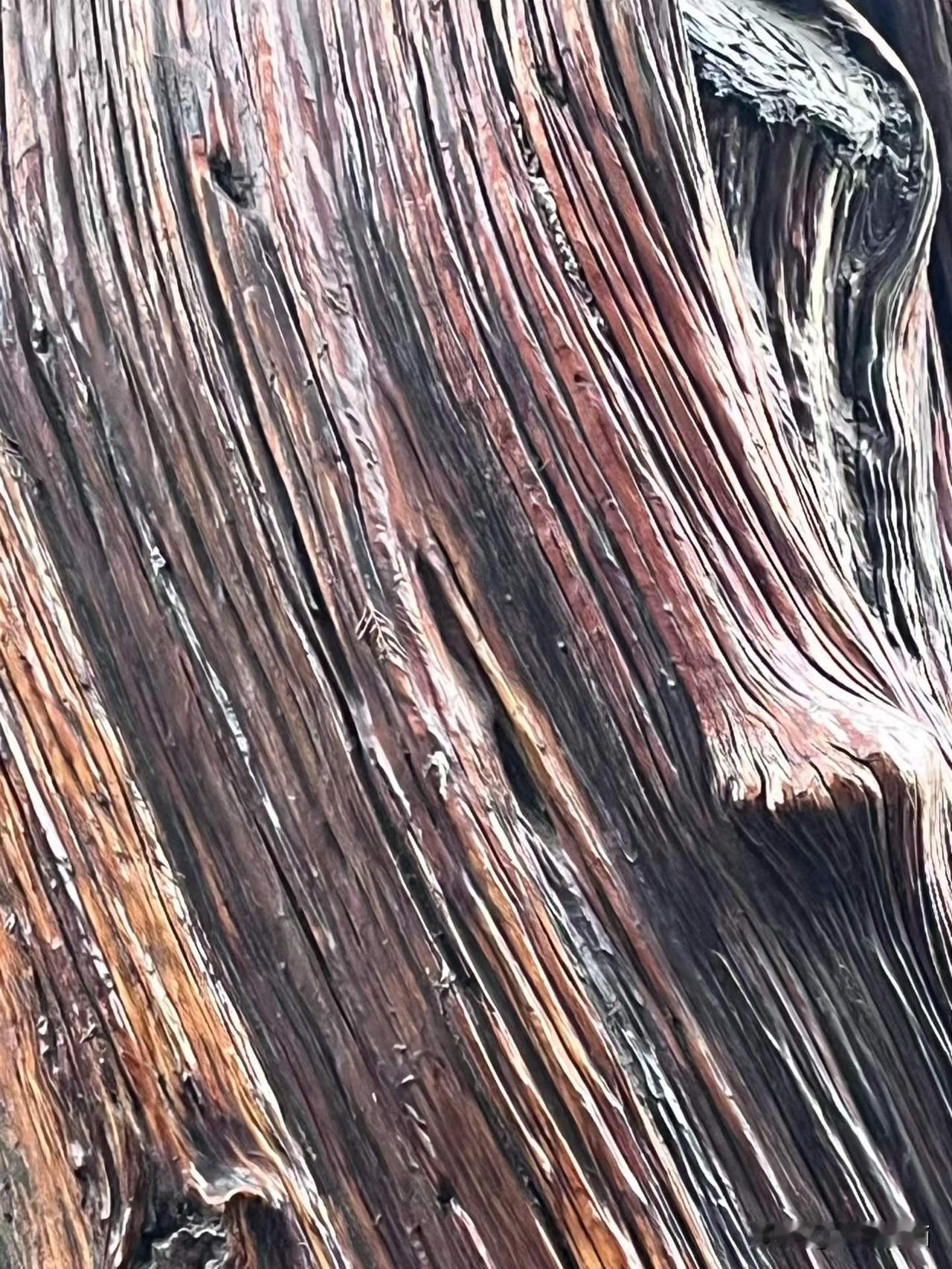 汾城镇文庙里的柏树，第一次看到柏树掉皮后如此的油亮的色彩，大自然的油画。
图文原