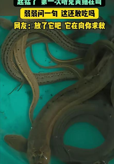 江苏，男子抓了些黄鳝回去吃，结果，他拿刀准备动手时，突然，一条黄鳝竟然发出"嘤嘤