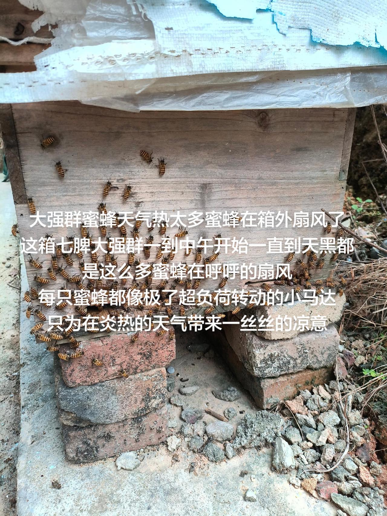 大强群蜜蜂天气热太多蜜蜂在箱外扇风了
这箱七脾大强群一到中午开始一直到天黑都是这