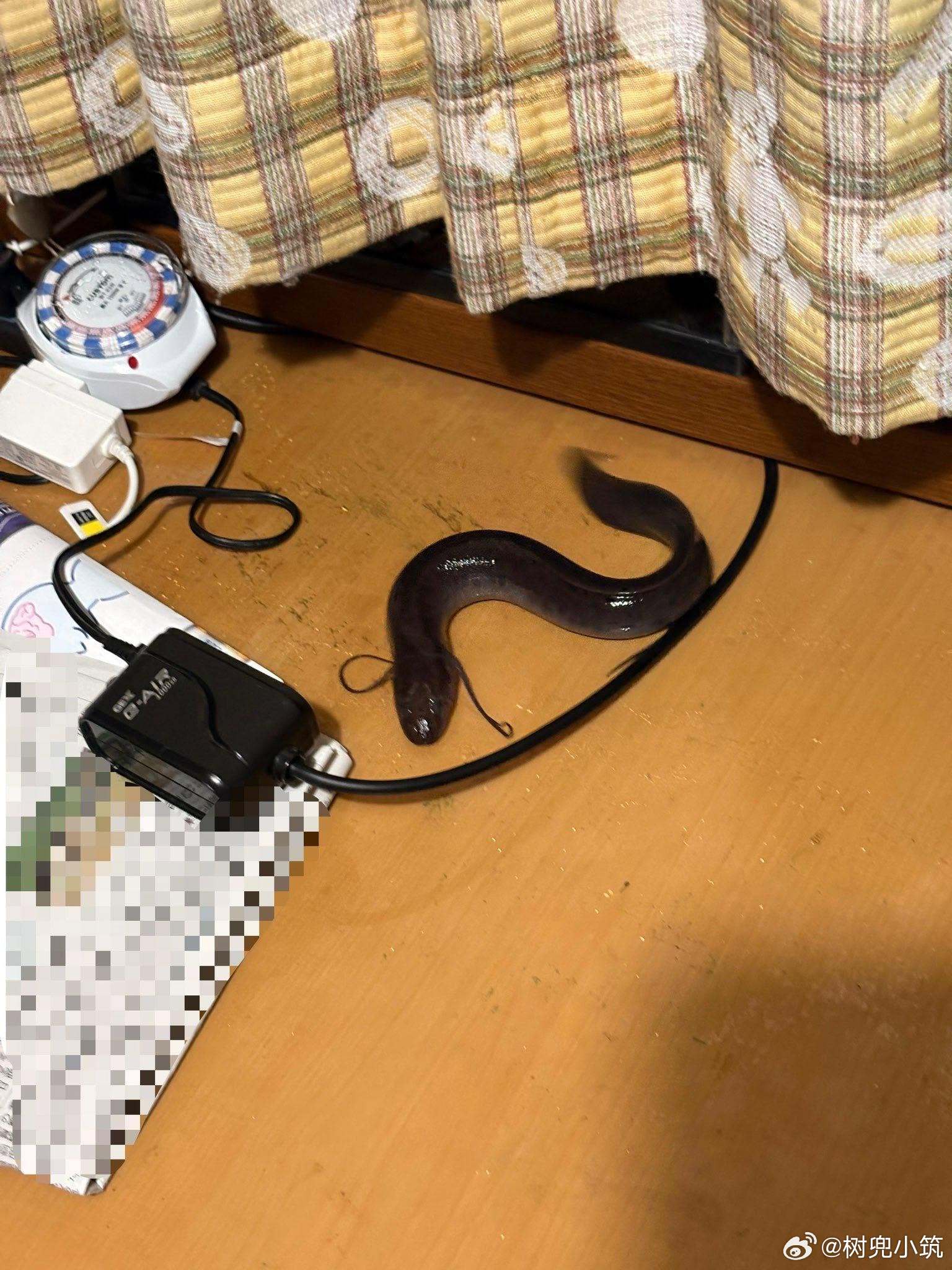 推主半夜三点遇到的不速之客 