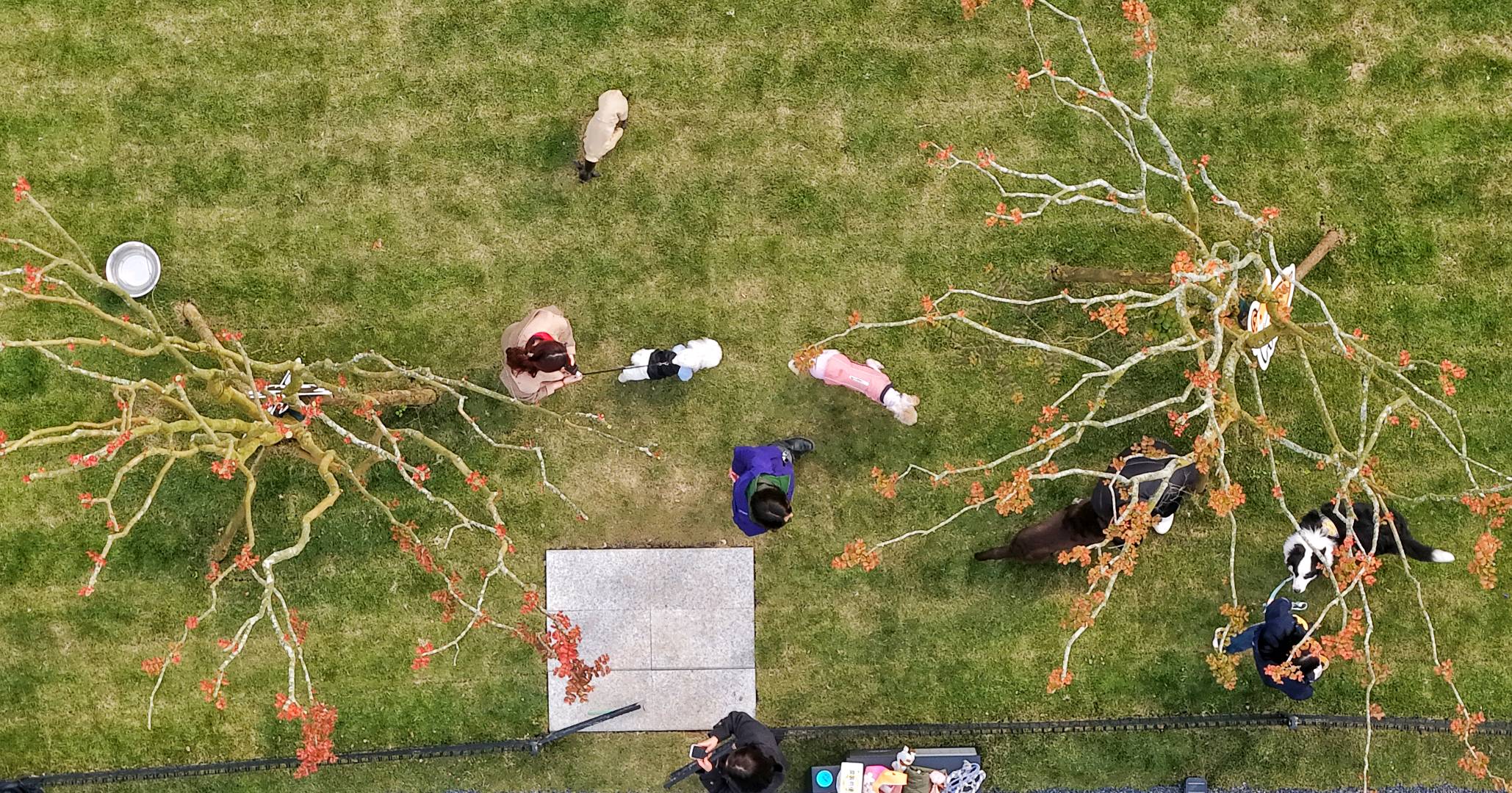 萌犬集结嗨翻全场！西岭宿集森犬乐园开放日活动圆满收官