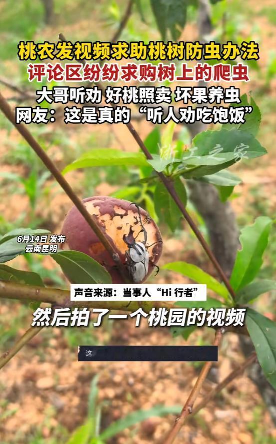“听人劝吃饱饭！”6月14日报道，云南昆明，一男子发视频吐槽，说树上的桃子被成群