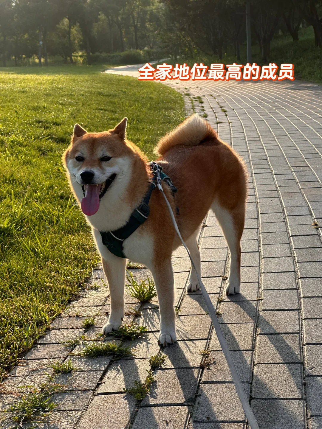 我觉得狗孤单，狗嫌我烦