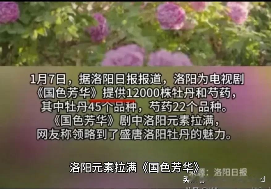 《国色芳华》拉满洛阳元素，
洛报如是报道洛阳元素:
洛阳给剧组提供12000株牡