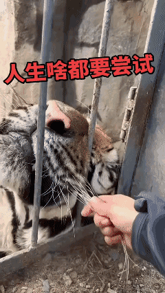 人这一辈子总要尝试一次吧……😱