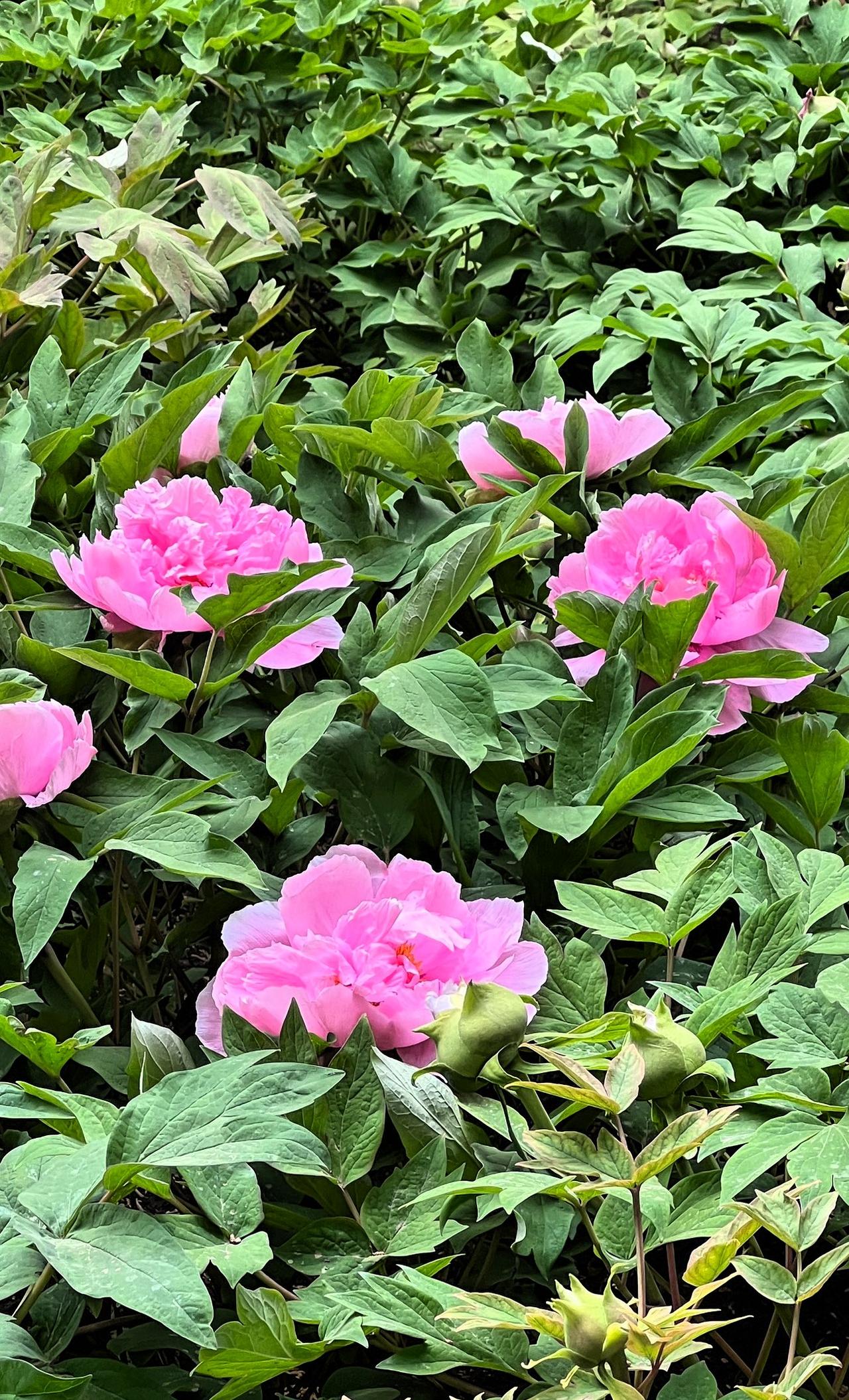 粉花映绿丛，春意满园中。春日赏花时刻