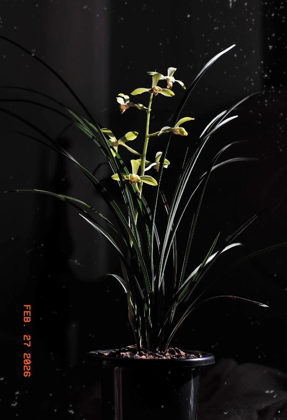 蕙兰/解佩。纯粹阳台养兰[大金牙]