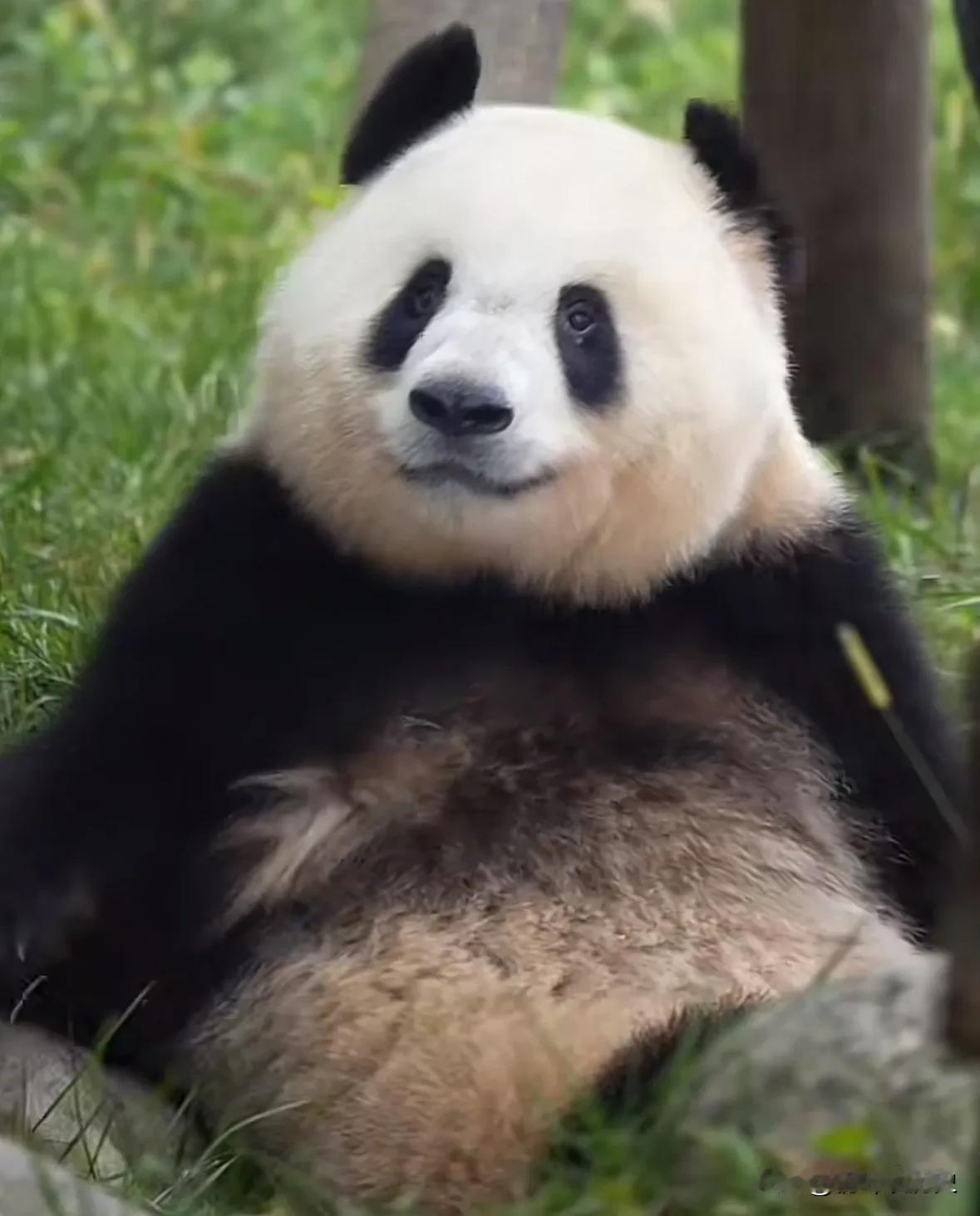 大熊猫奇迹，不是小奇迹哦。
这是秦岭大熊猫，和七仔在一个地地方。

妈妈是白丫丫