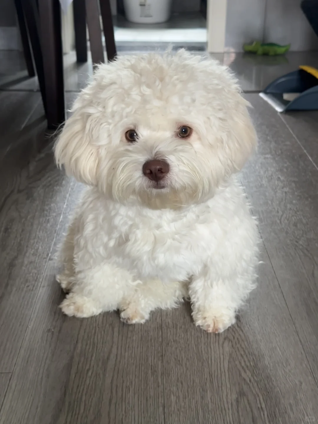 怎么会有小狗这么坐啊