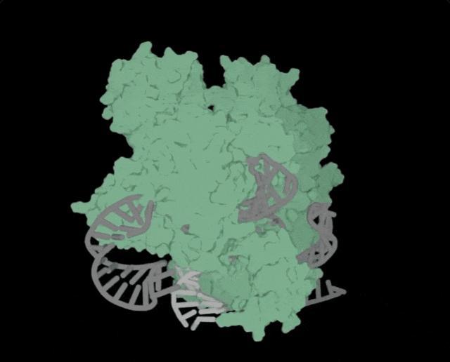 AI 成功改写人类 DNA，全球首个基因编辑器开源

初创公司 Profluen