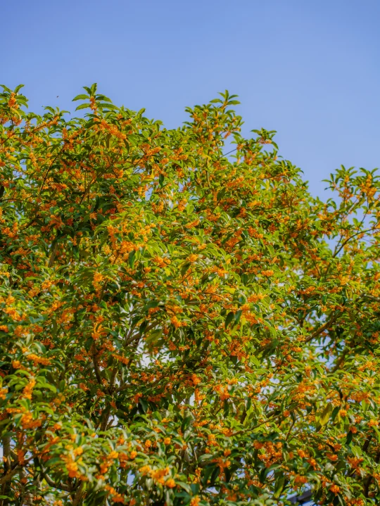 全屏封神挑战 | 隔着屏幕都能闻到桂花香