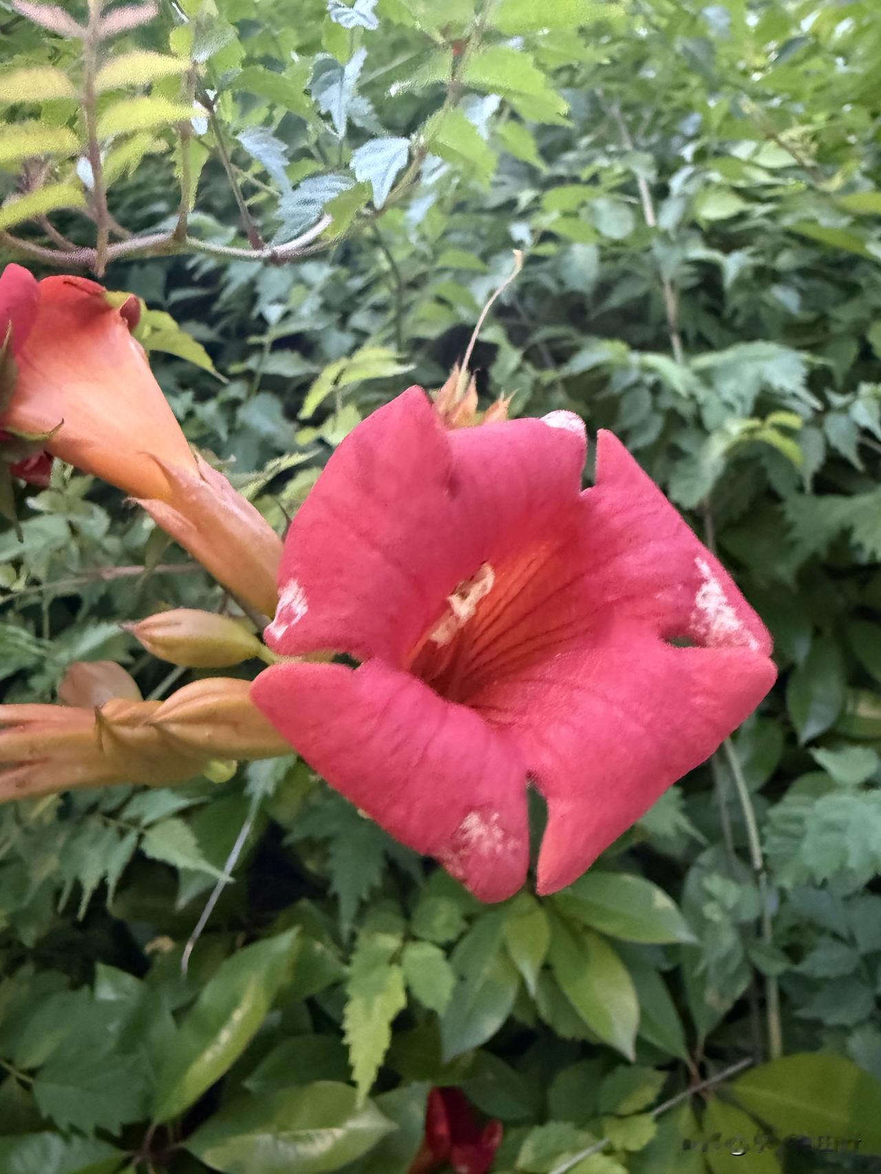 夏日美景随拍