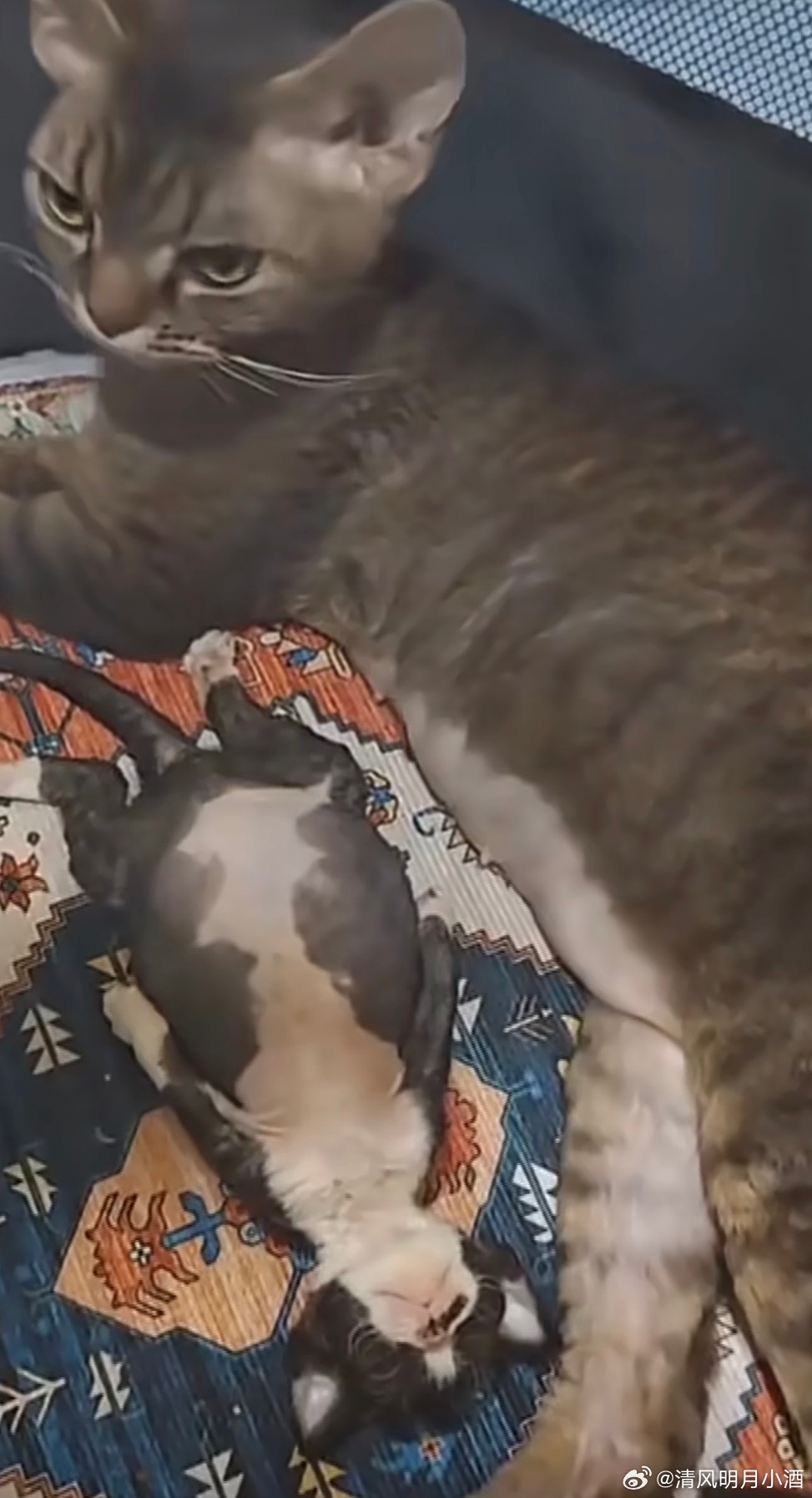 孙俪家小猫睡姿孙俪分享家里猫咪趣事：  “我们家小老虎生的小猫。这样的睡姿我只在