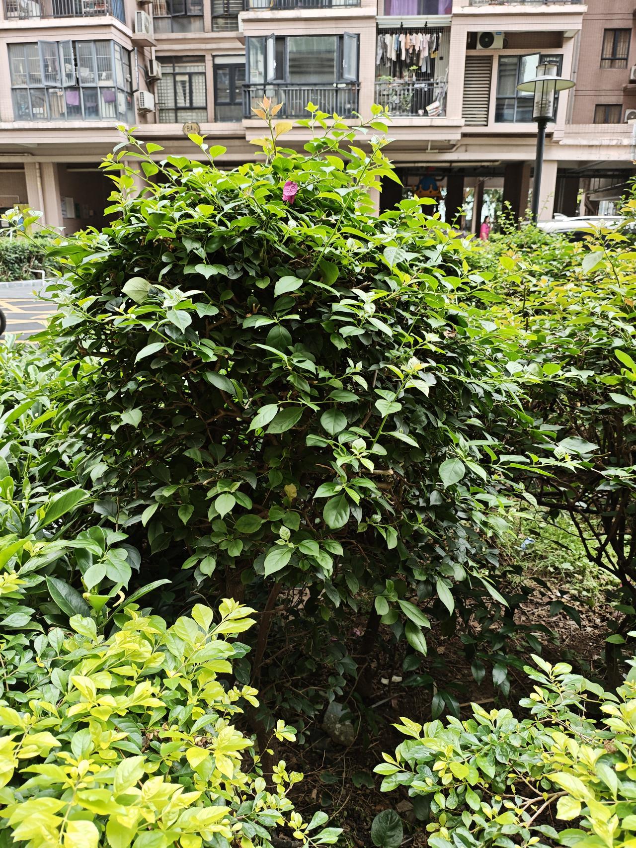 用一张图记录春天绿色是春天的标志，也是春天最好的美景！