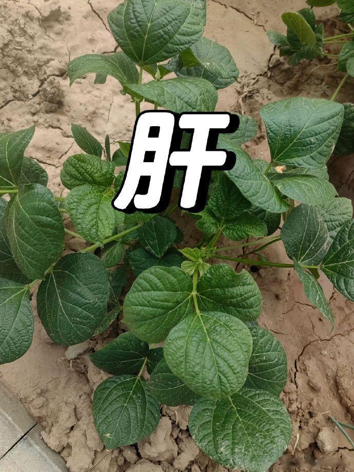 养肝的三个思路#国医的精诚力量# 肝对女性十分重要，肝主藏血，头发问题，姨妈问题